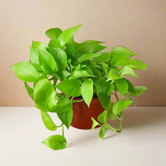 Pothos 'Neon' House Plant Dropship Botani Haven