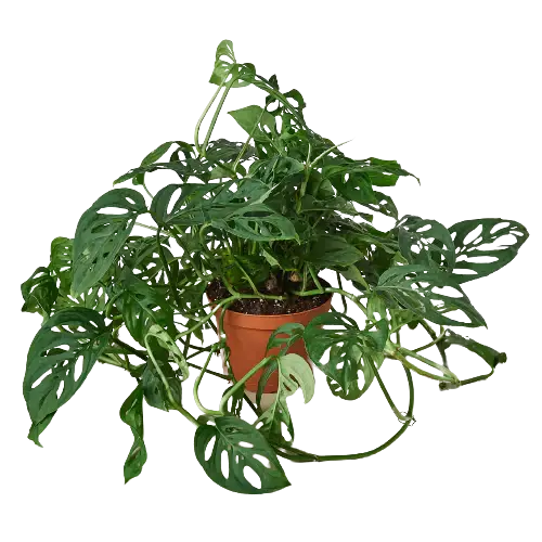 Monstera Adansonii 'Swiss Cheese' House Plant Dropship Botani Haven