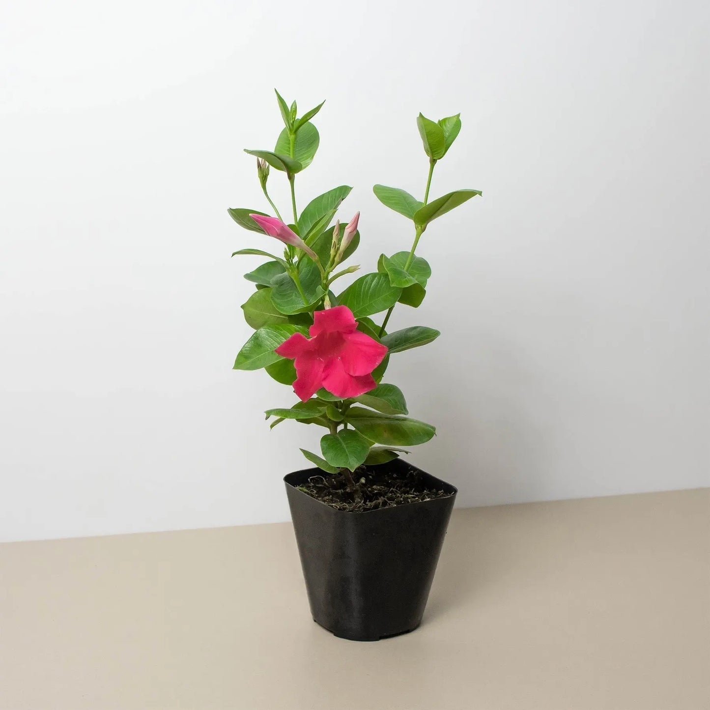 Dipladenia 'Premier Hot Pink' House Plant Dropship Botani Haven