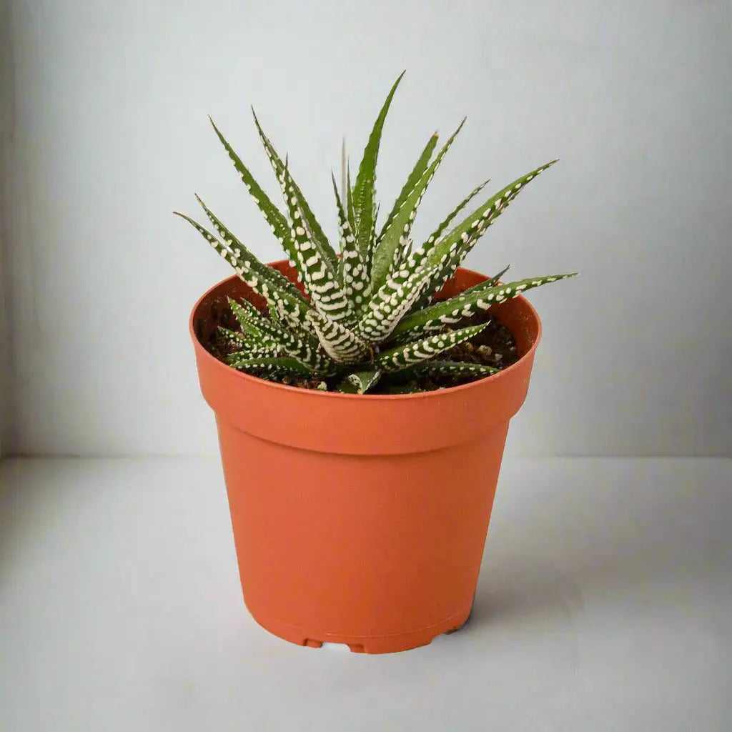 Succulent Haworthia Fasciata 'Zebra' House Plant Dropship Botani Haven