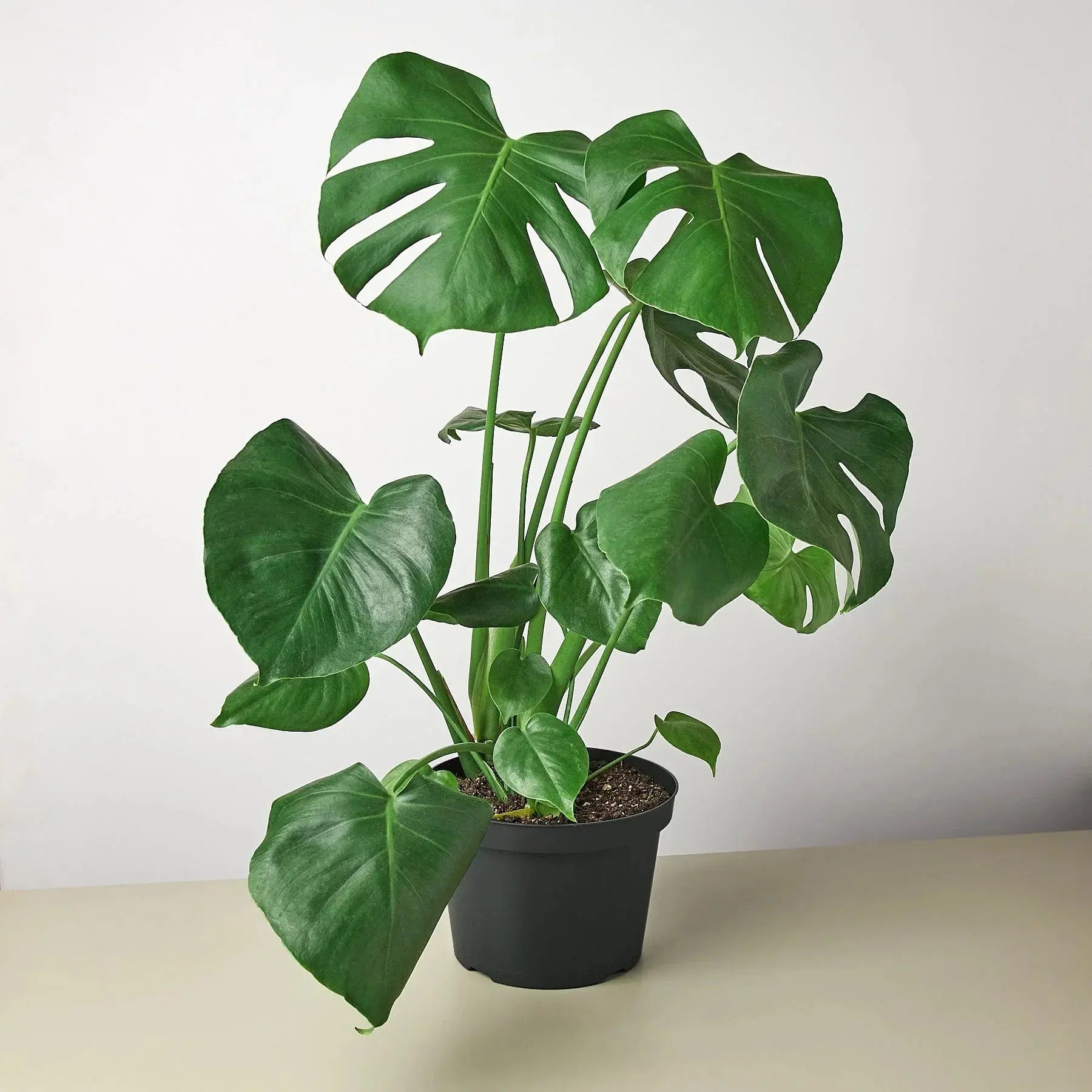 Philodendron 'Monstera Split-Leaf' House Plant Dropship Botani Haven
