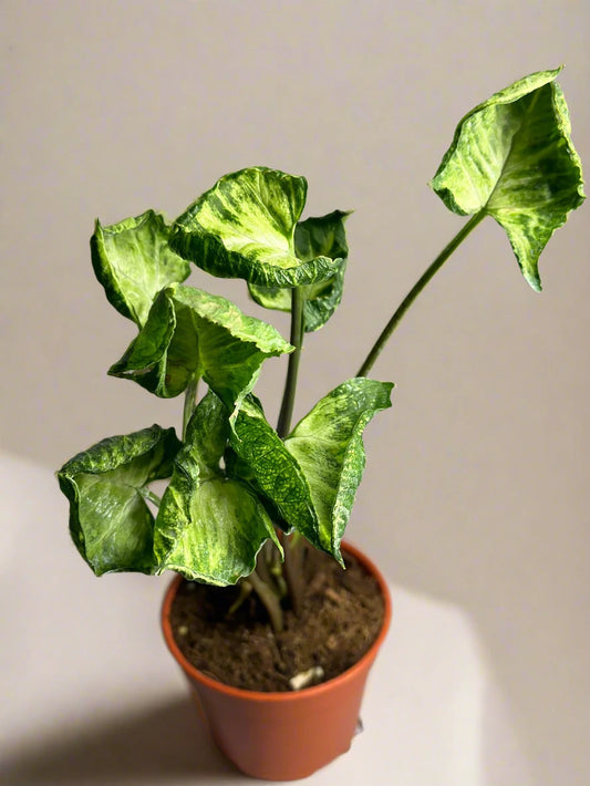 Syngonium 'Godzilla'