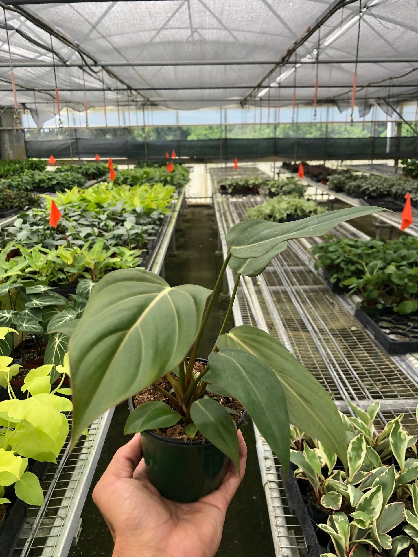 Philodendron 'Summer Glory' House Plant Dropship Botani Haven