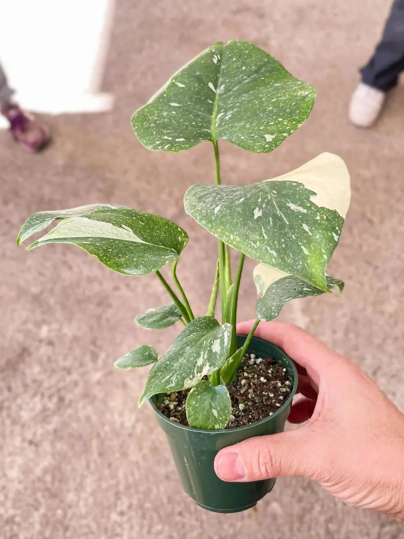 Monstera 'Thai Constellation' House Plant Dropship Botani Haven