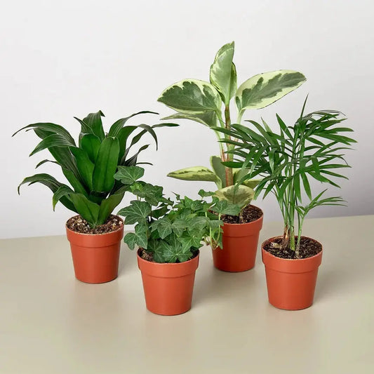 Tropical Plant Variety Pack 3" Pots House Plant Dropship Botani Haven