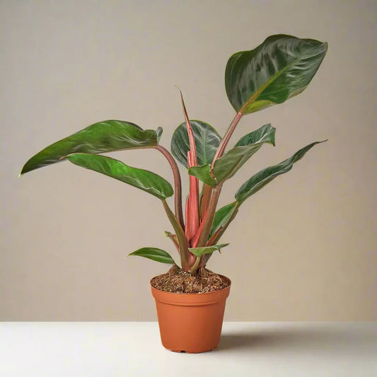 Philodendron 'Congo Rojo' House Plant Dropship Botani Haven