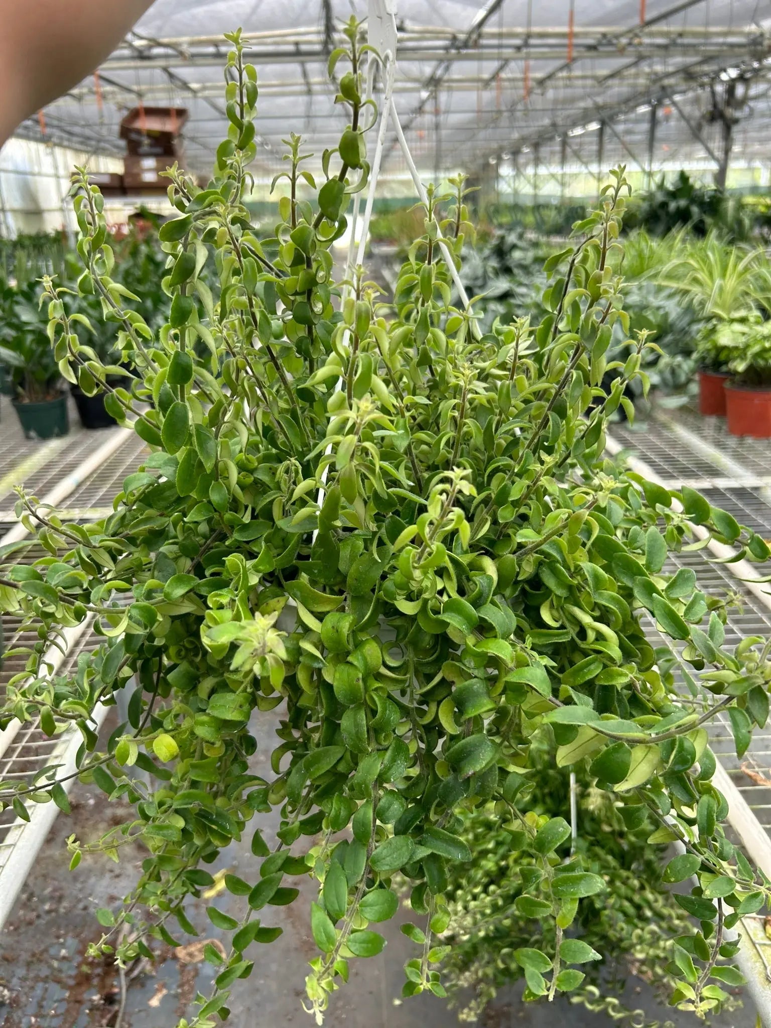 Curly Lipstick Plant House Plant Dropship Botani Haven