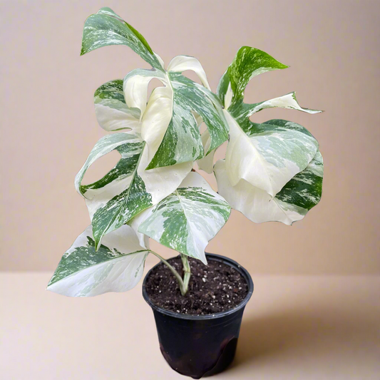 Monstera 'Albo Borsigiana Variegated'