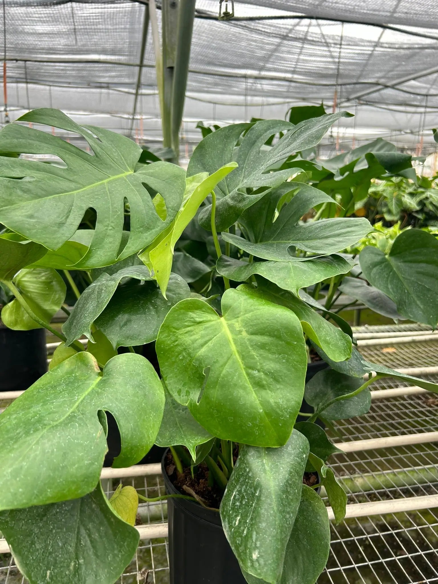 Philodendron 'Monstera Split-Leaf' House Plant Dropship Botani Haven