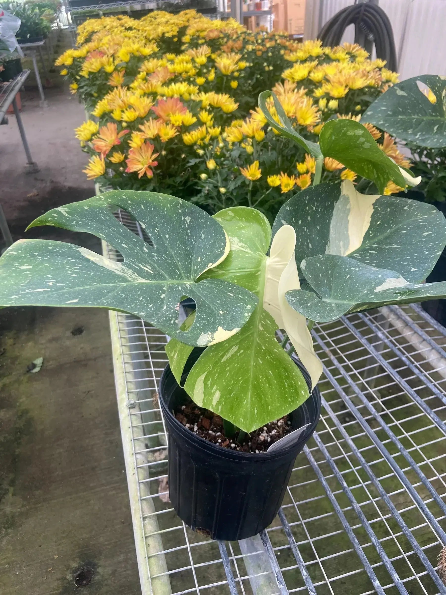 Monstera 'Thai Constellation' House Plant Dropship Botani Haven