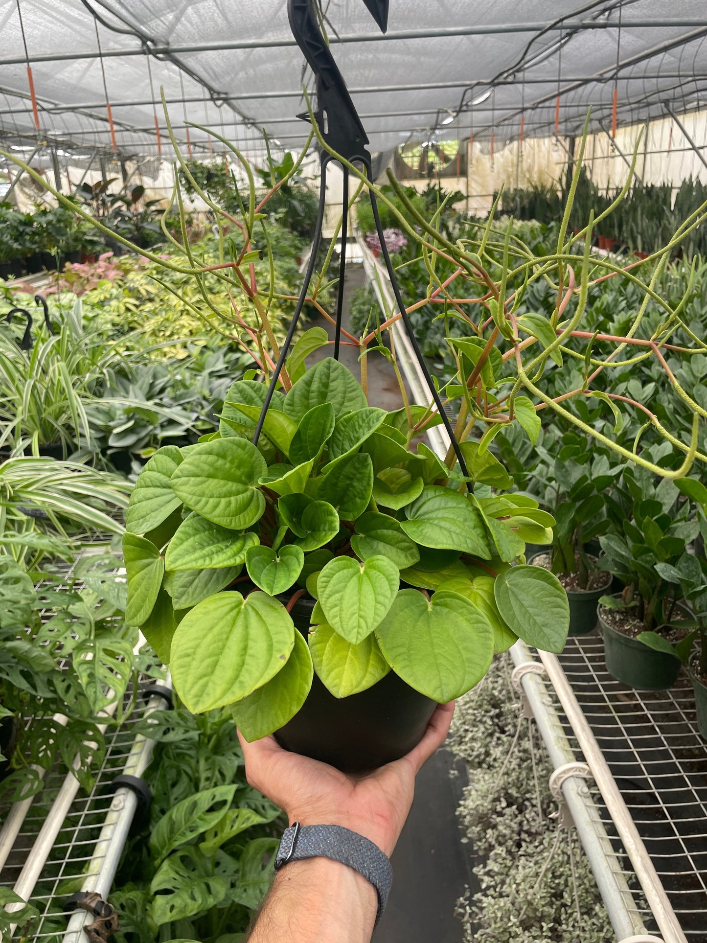 Peperomia 'Rana Verde' House Plant Dropship Botani Haven