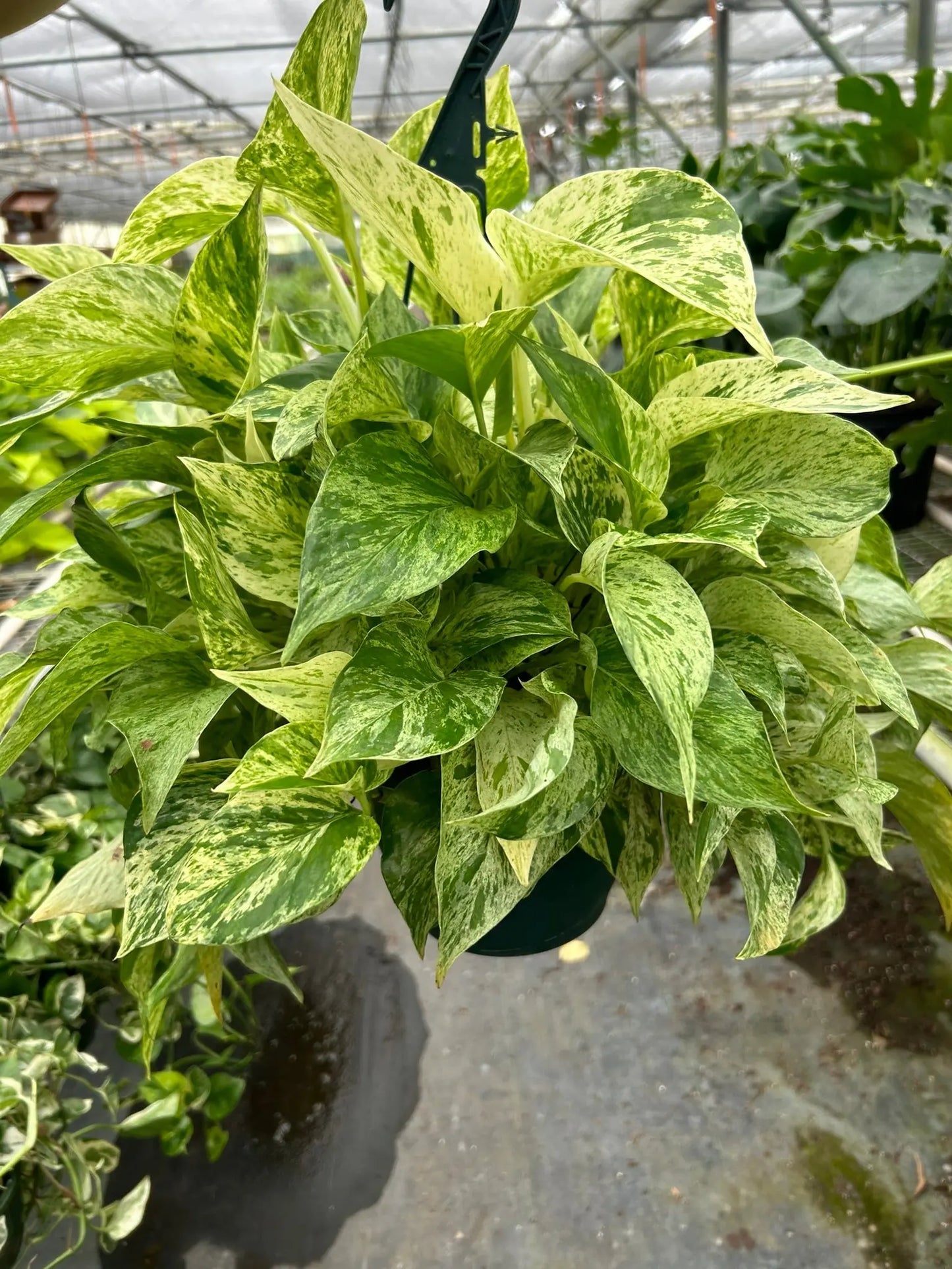 Pothos 'Marble Queen' House Plant Dropship Botani Haven