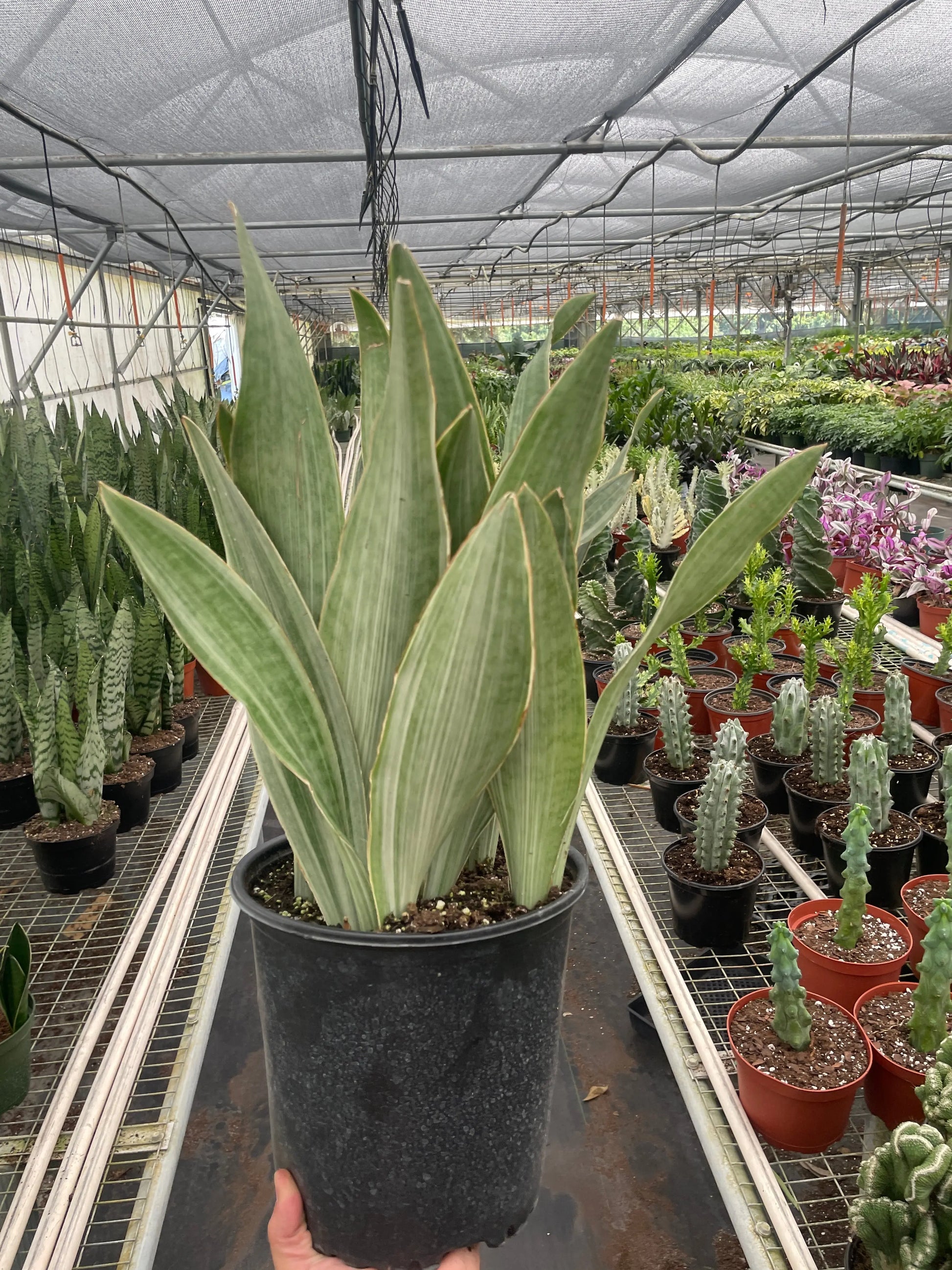 Snake Plant 'Sayuri' House Plant Dropship Botani Haven