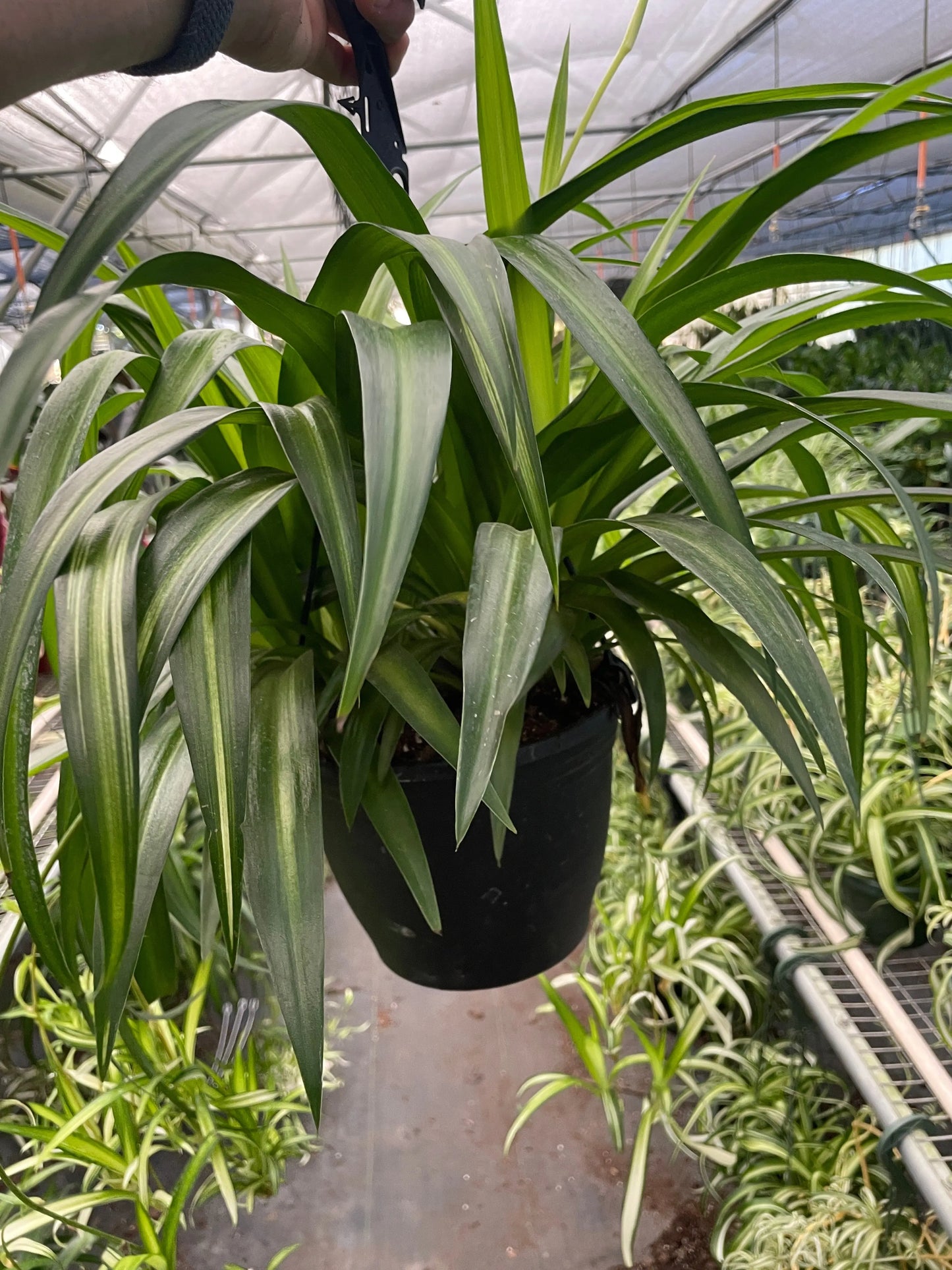 Spider Plant 'Hawaiian' House Plant Dropship Botani Haven