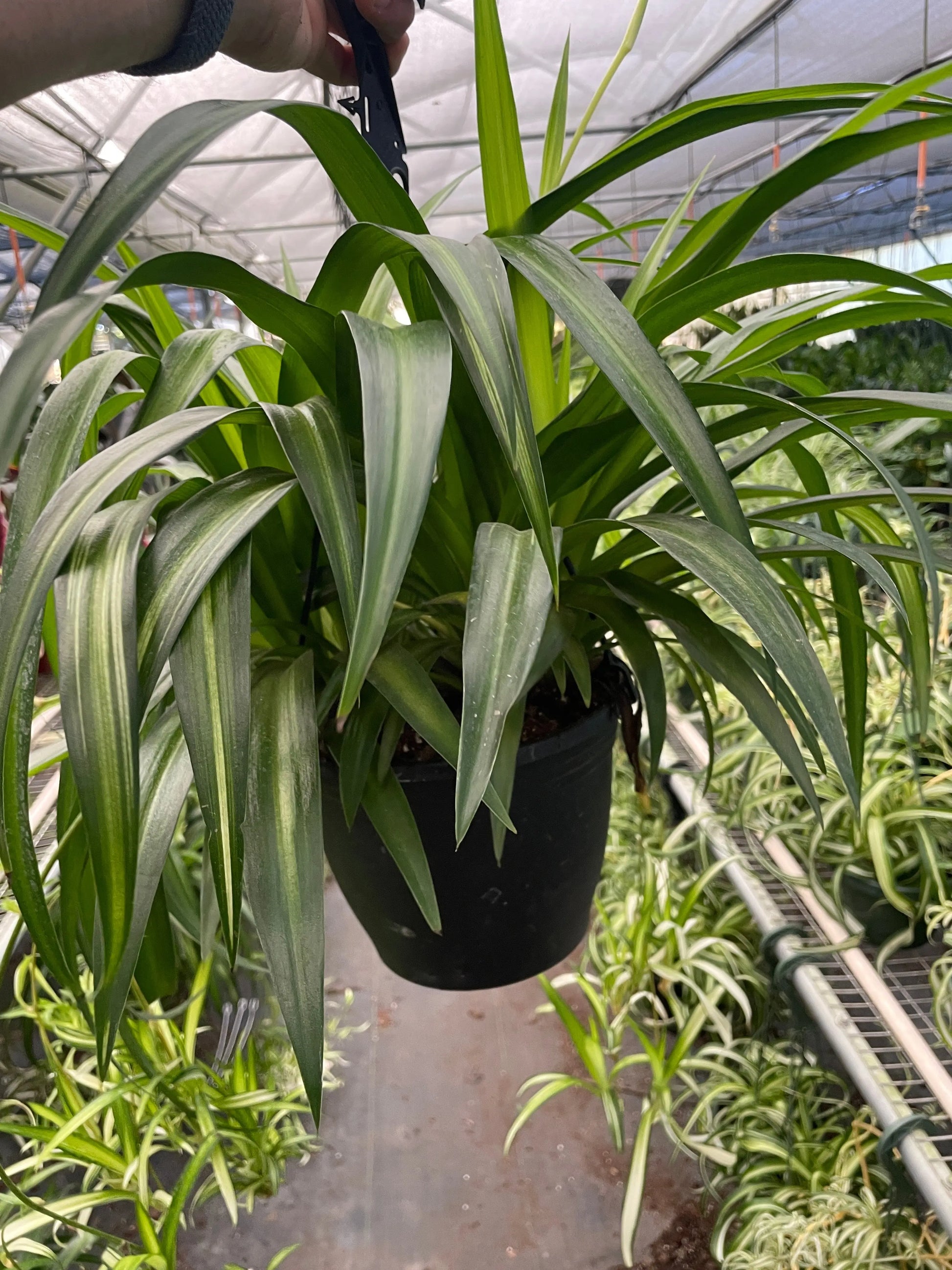 Spider Plant 'Hawaiian' House Plant Dropship Botani Haven