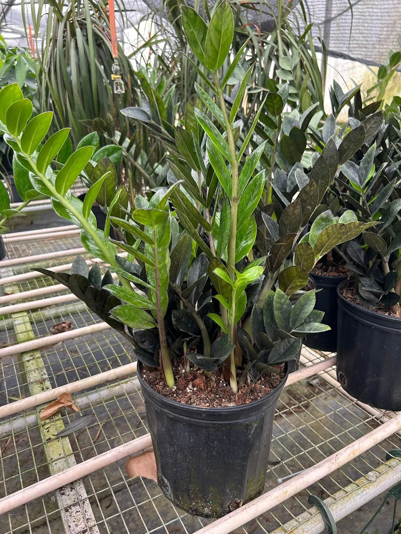 Zamioculcas 'Black Queen' ZZ Plant House Plant Dropship Botani Haven