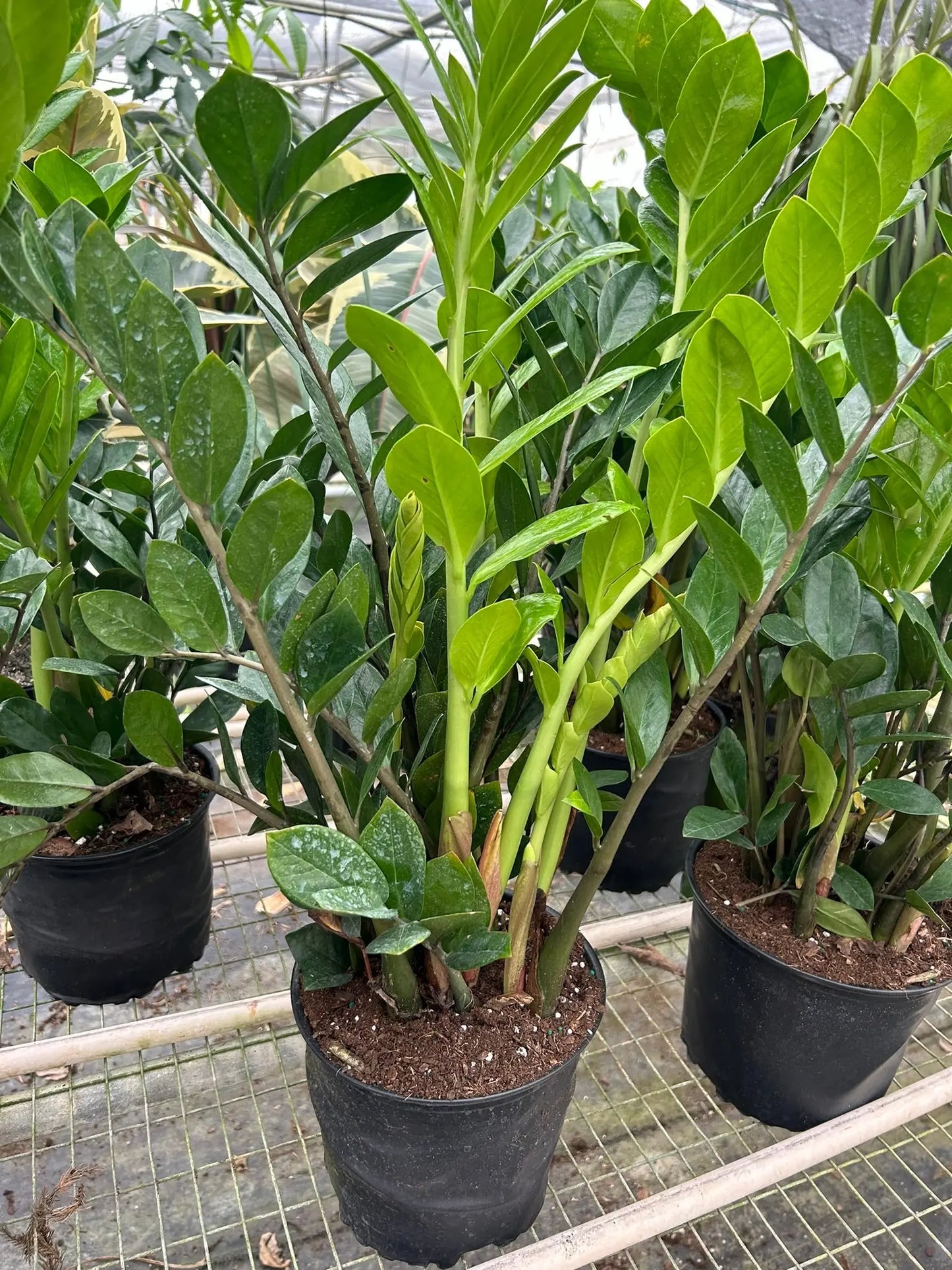 Zamioculcas Zamiifolia 'ZZ Plant' House Plant Dropship Botani Haven