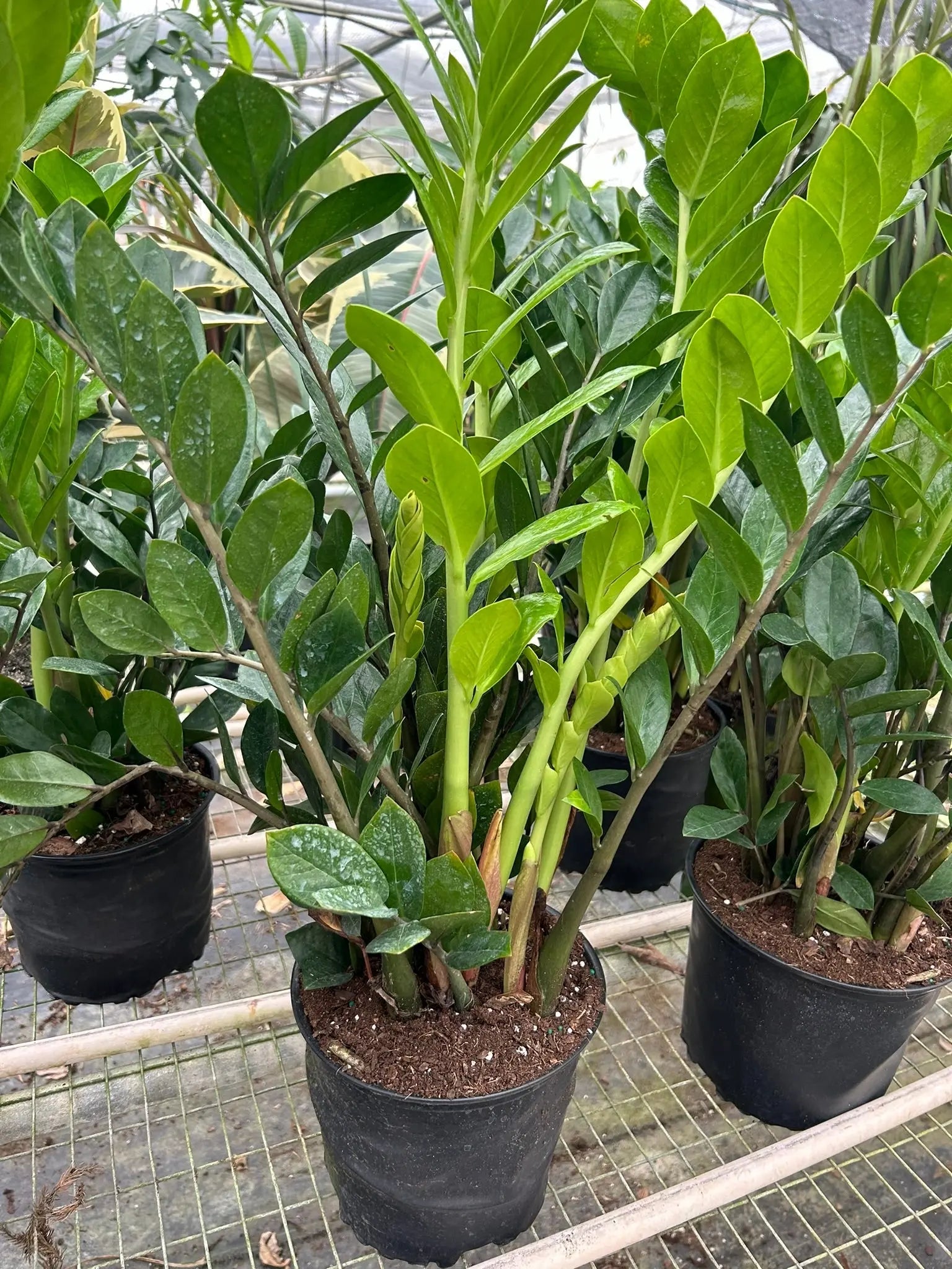 Zamioculcas Zamiifolia 'ZZ Plant' House Plant Dropship Botani Haven