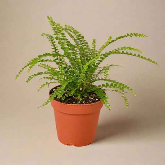 Fern 'Lemon Button' House Plant Dropship Botani Haven