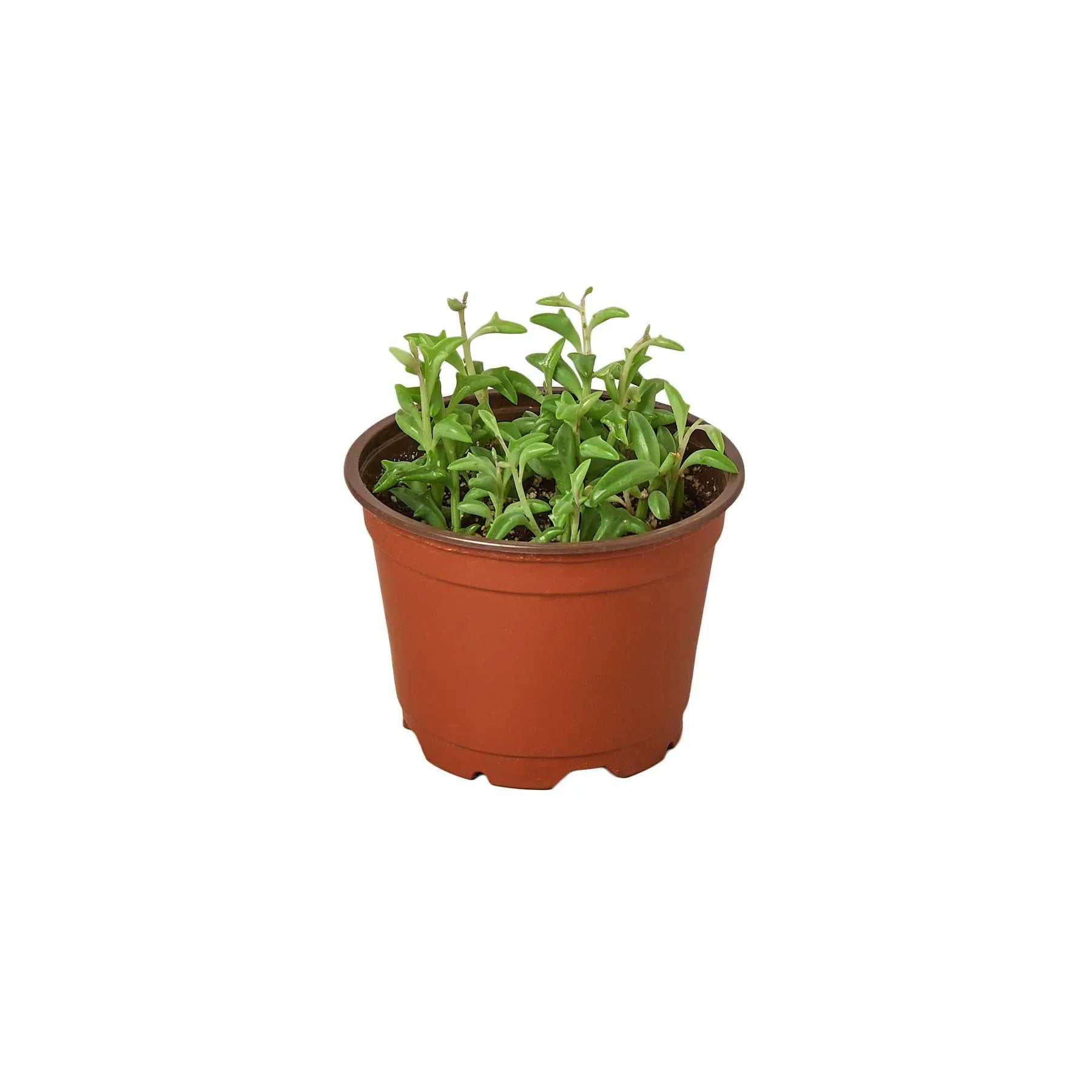 Succulent 'String of Dolphins' House Plant Dropship Botani Haven