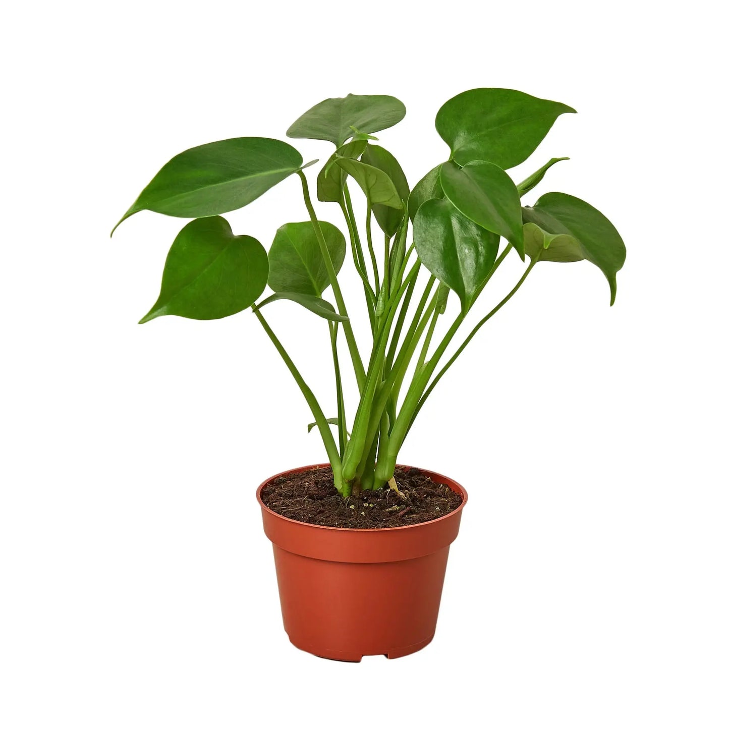 Philodendron 'Monstera Split-Leaf' House Plant Dropship Botani Haven