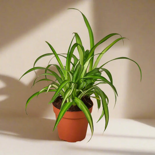 Spider Plant 'Hawaiian' House Plant Dropship Botani Haven