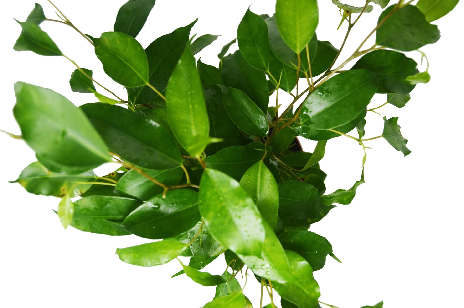 Ficus 'Benjamina' House Plant Dropship Botani Haven