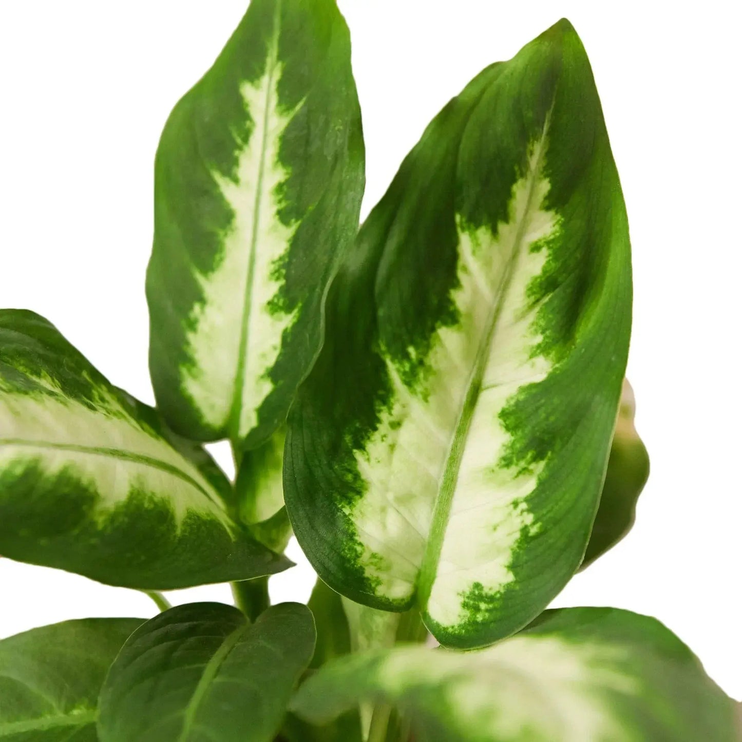Dieffenbachia 'Camille' House Plant Dropship Botani Haven