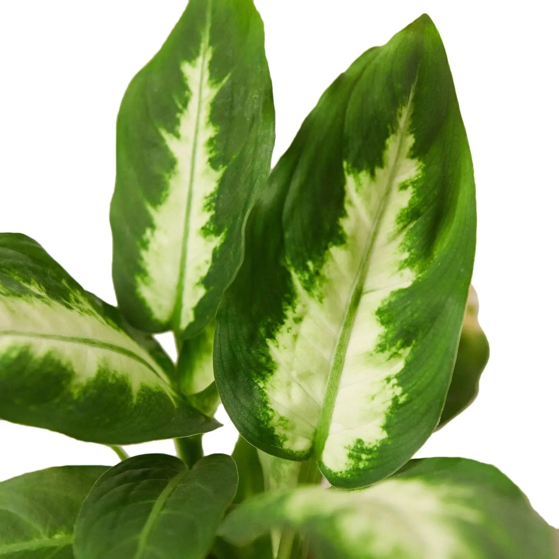 Dieffenbachia 'Camille' House Plant Dropship Botani Haven