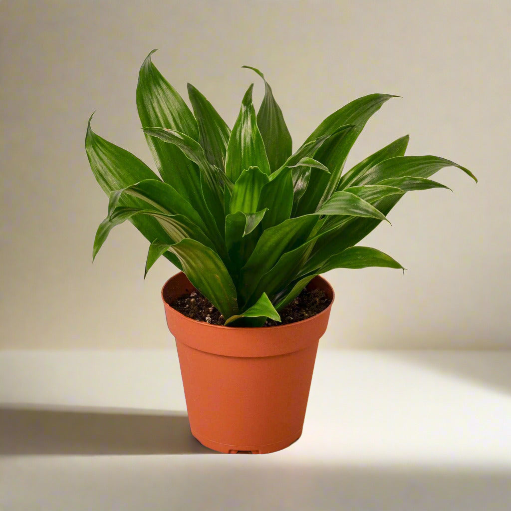 Dracaena 'Janet Craig'