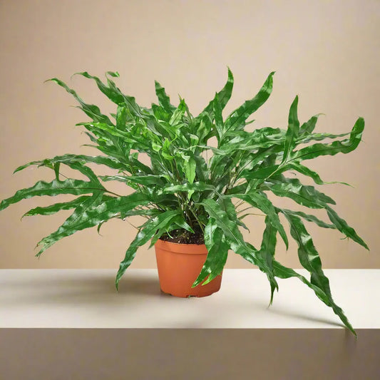 Fern 'Kangaroo Paw' House Plant Dropship Botani Haven