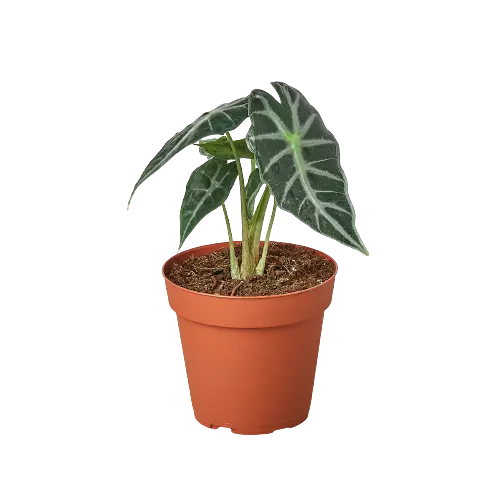 Alocasia Amazonica 'Bambino' House Plant Dropship Botani Haven