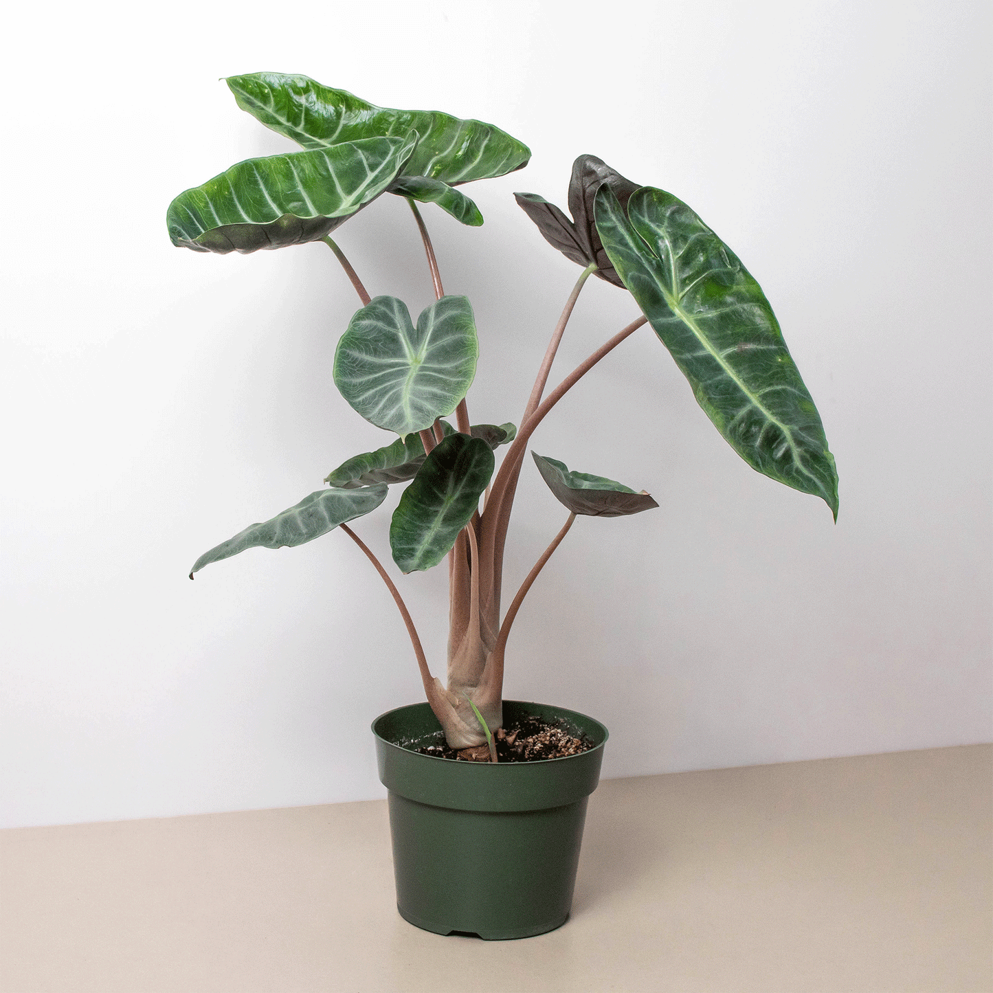 Alocasia 'Pink Dragon' House Plant Dropship Botani Haven