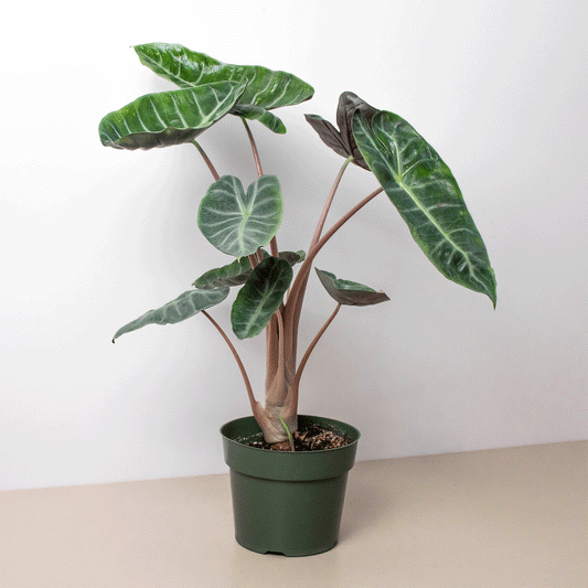 Alocasia 'Pink Dragon' House Plant Dropship Botani Haven