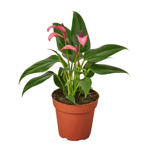 Anthurium 'Purple' House Plant Dropship Botani Haven