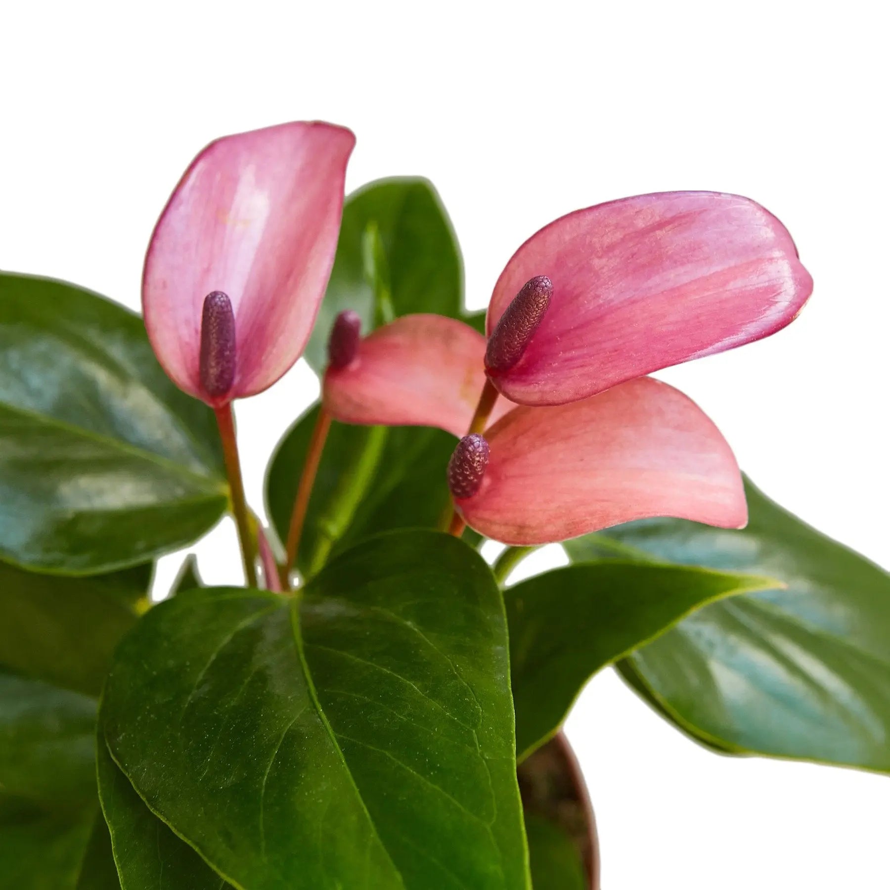 Anthurium 'Purple' House Plant Dropship Botani Haven