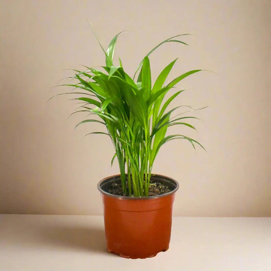 Palm 'Areca ' House Plant Dropship Botani Haven