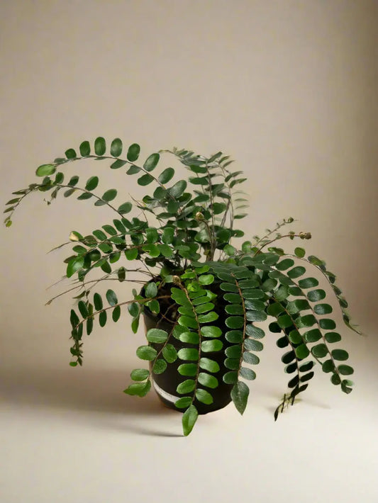 Fern 'Button' House Plant Dropship Botani Haven