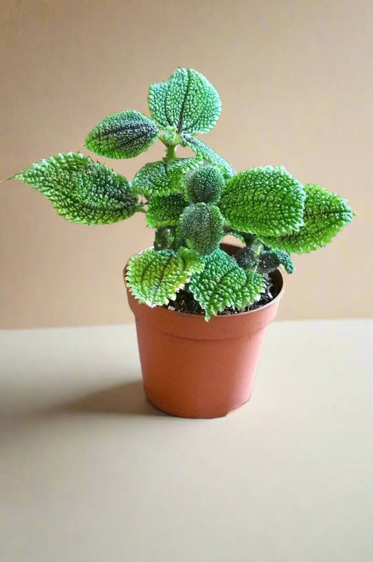Pilea 'Moon Valley' House Plant Dropship Botani Haven