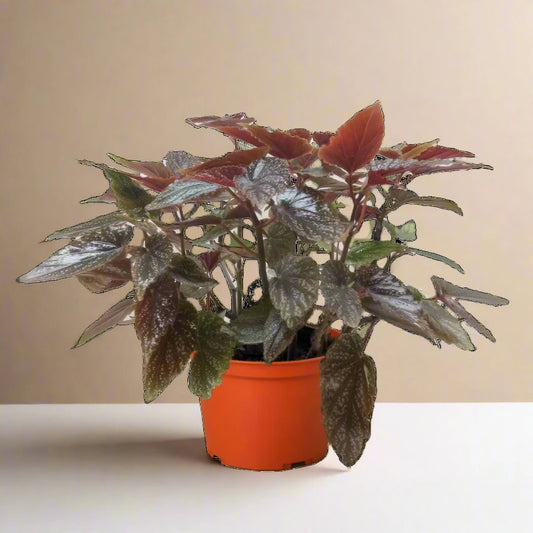 Begonia 'Corallina' House Plant Dropship Botani Haven