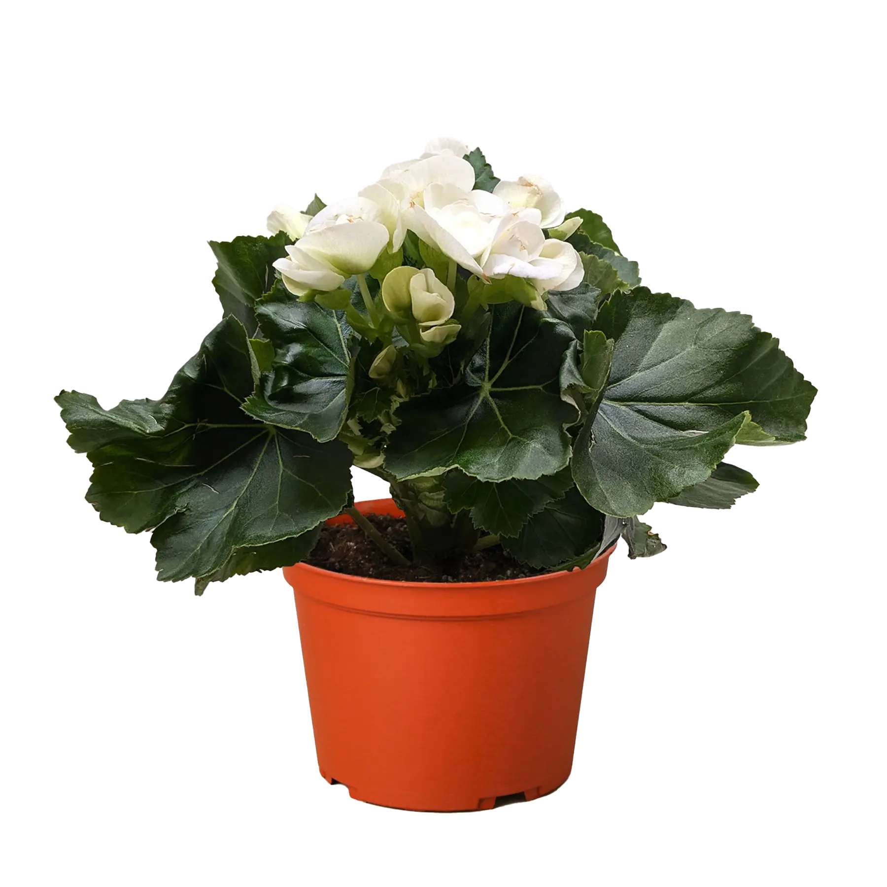 Begonia 'Reiger' House Plant Dropship Botani Haven