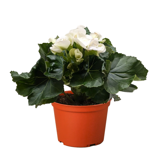 Begonia 'Reiger' House Plant Dropship Botani Haven