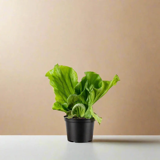 Fern 'Elephant' House Plant Dropship Botani Haven