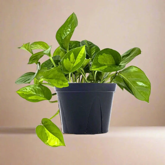 Pothos 'Global Green' House Plant Dropship Botani Haven