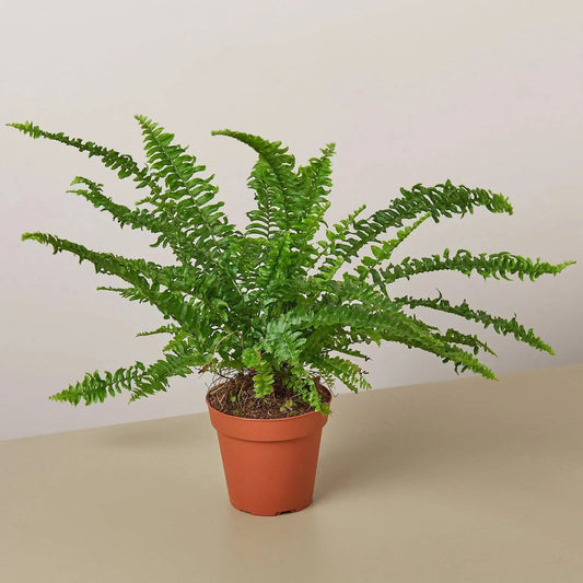 Fern 'Jester's Crown' House Plant Dropship Botani Haven