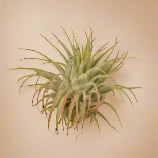 Tillandsia Air Plant Ionantha Guatemala House Plant Dropship Botani Haven