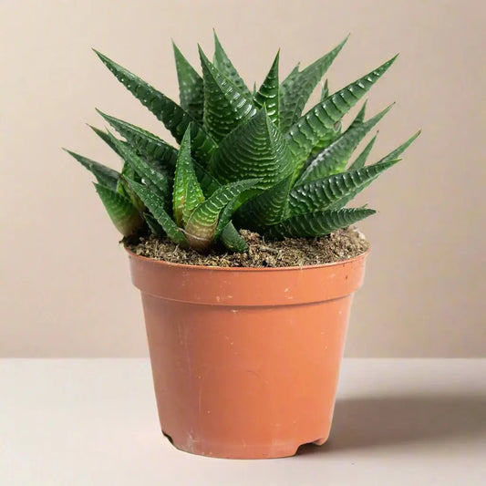 Haworthia 'Fairy Washboard' House Plant Dropship Botani Haven