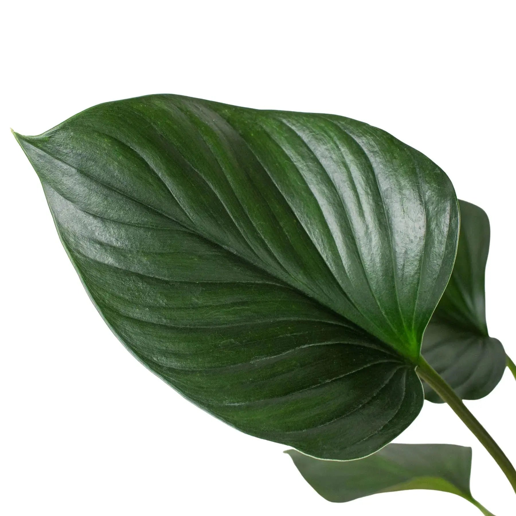 Homalomena 'Emerald Gem' House Plant Dropship Botani Haven