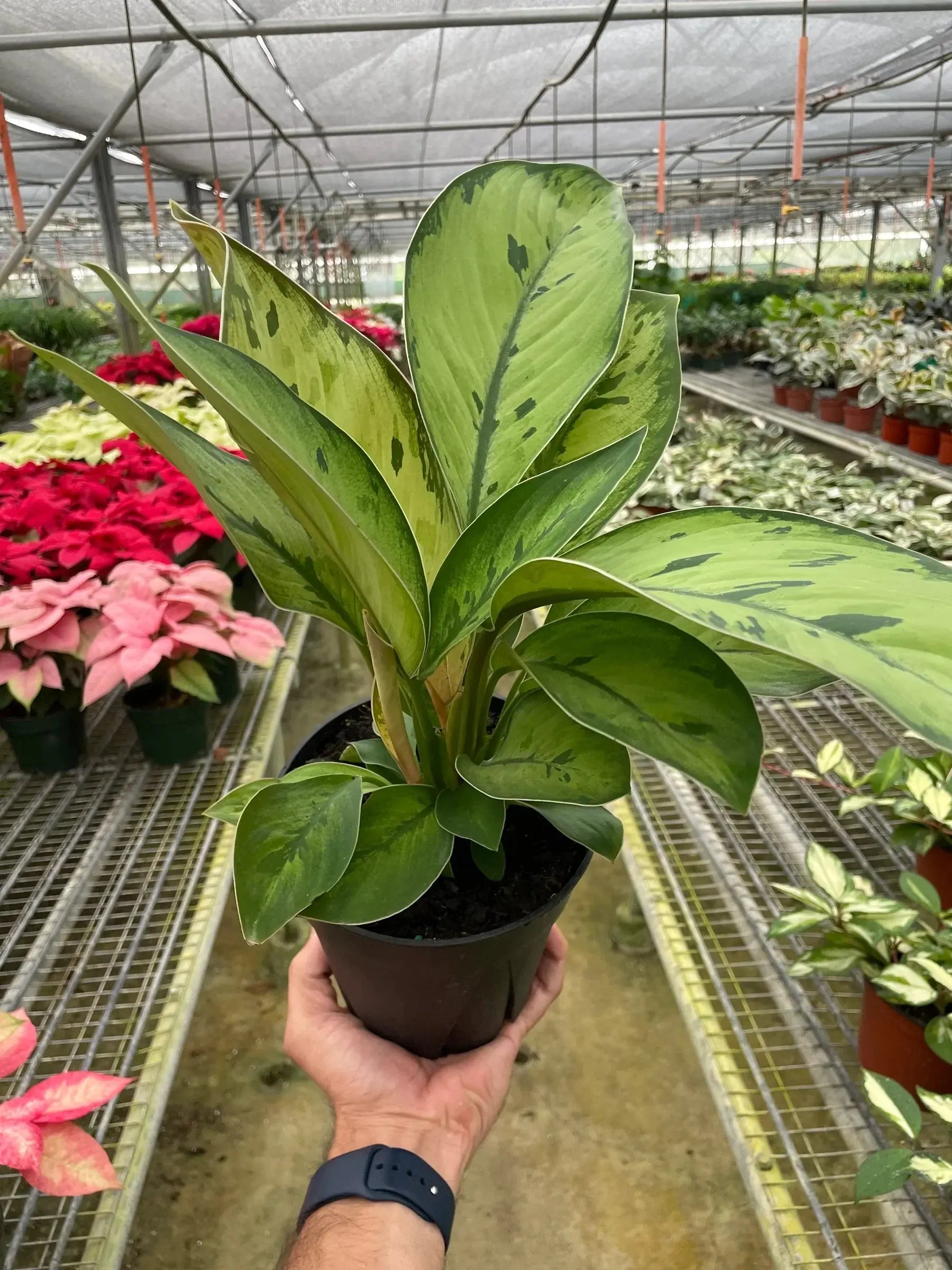Homalomena 'Selby' House Plant Dropship Botani Haven