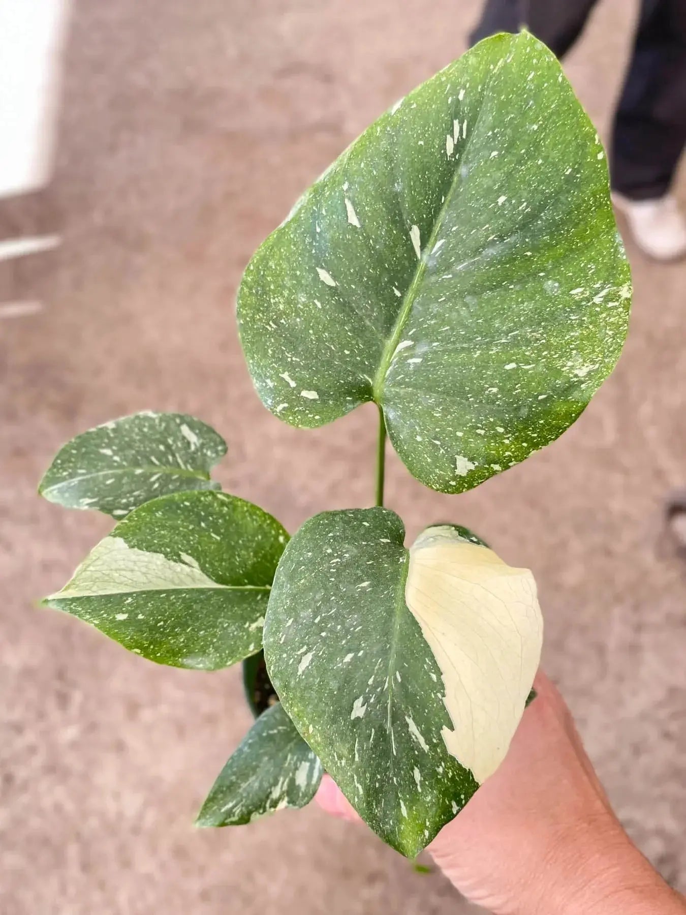 Monstera 'Thai Constellation' House Plant Dropship Botani Haven